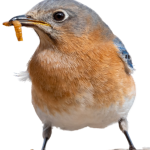 CosDoc2024 34 1x1 Early Bird Gets The Worm e1711103495764